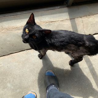 黒猫 7～8ヵ月くらい メス◆トライアル決定しました◆