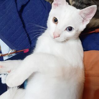 募集終了