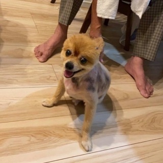迷い犬