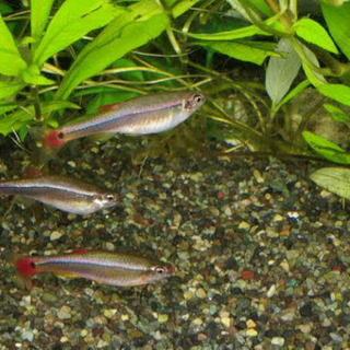 アカヒレ・ヤマトヌマエビ 差し上げます
