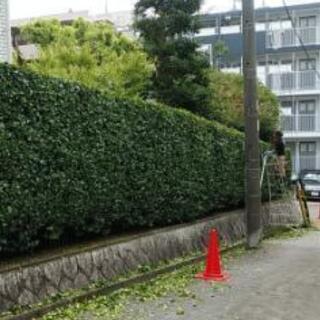 庭木伸びていませんか？ 庭木剪定・草刈り・庭づくりならお任せ下さい！