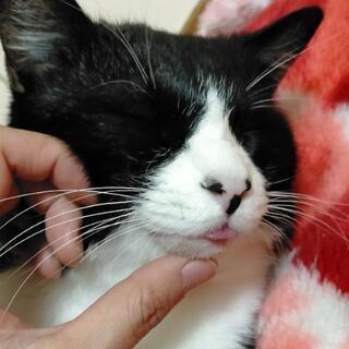 【只今募集休止してます】舌をしまい忘れがちな男の子