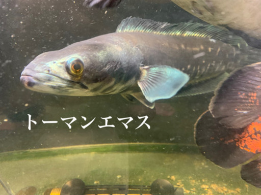 【週末値下げ】トーマンエマス