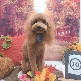 ワンちゃん🐶カットモデル✂️募集⭐️ - 川越市
