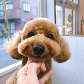 ワンちゃん🐶カットモデル✂️募集⭐️