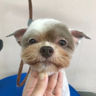 ワンちゃん🐶カットモデル✂️募集⭐️ − 埼玉県