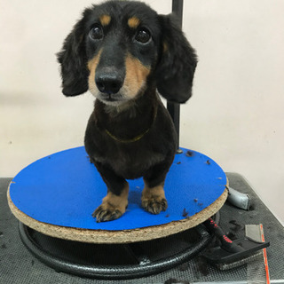ワンちゃん🐶カットモデル✂️募集⭐️ - 地元のお店