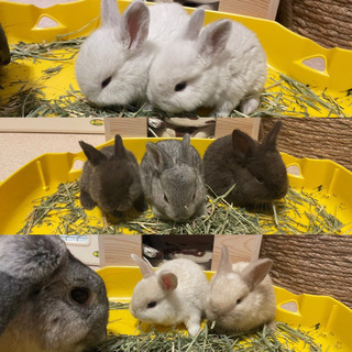 5/2 里親さん決定【 里親募集 】 ミニうさぎの赤ちゃん7羽 🐰