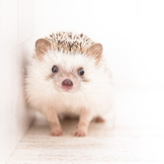 ♫✨小動物カフェ行きましょう〜✨♫