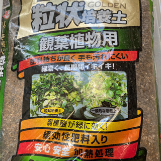 観葉植物　土