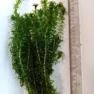 【水草】アナカリス 25本 アクアリウム