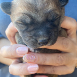 子犬〜^ - ^