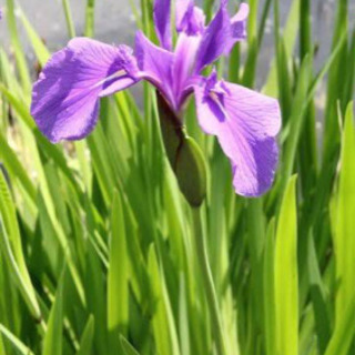 ※🌿アクアリウム水生植物◆カキツバタ（杜若）◇ビオトープ◆和風テ...