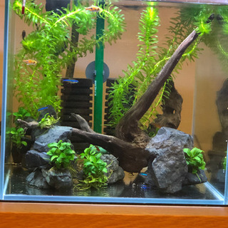 熱帯魚
