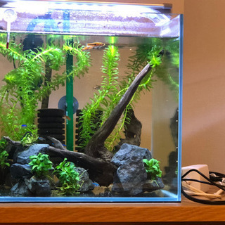 熱帯魚の画像