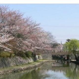滋賀お花見&カフェ巡り(滋賀・近江八幡)