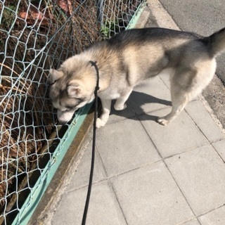 ハスキー犬　雌 - 犬