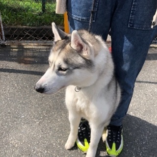 ハスキー犬　雌 - 寝屋川市