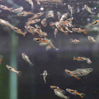 熱帯魚　ライブベアラー　グッピーの画像