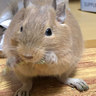【募集停止中】デグー ♂２歳半