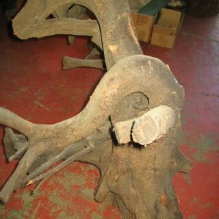 古木　店舗のディスプレーやオブジェにいかがですか　植物は出品外です。の画像