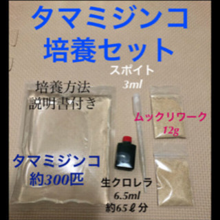 タマミジンコ　培養セットの画像