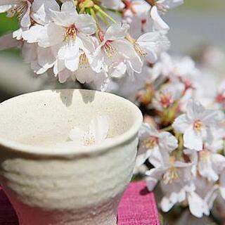 お花見しましょう