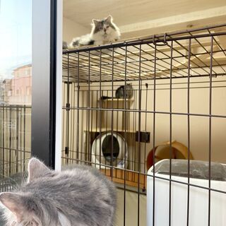 Youtubeの猫動画が好きな人にお願いです！ - メンバー募集