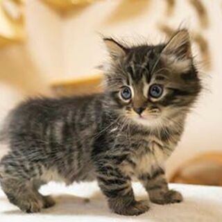 Youtubeの猫動画が好きな人にお願いです！ - 堺市