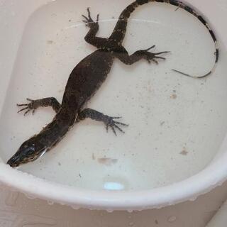 爬虫類友達 − 宮城県