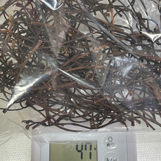 乾燥ワラビの画像