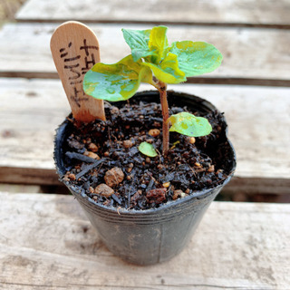 【期間限定・半額SALE】イエルバ・ブエナ 植物苗 ミント