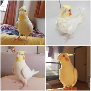 セキセイインコ、オカメインコ