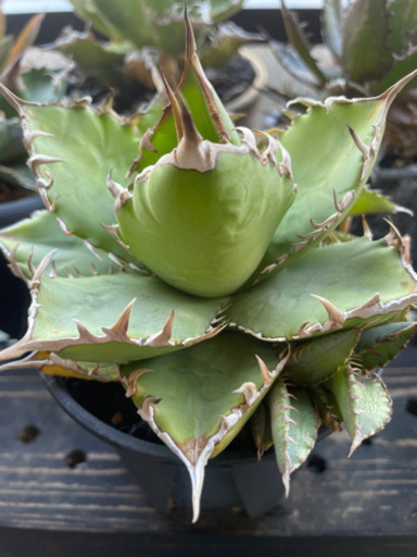 アガベ titanota 子株付き