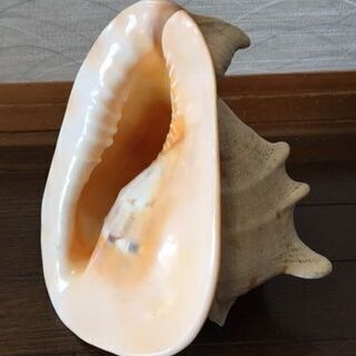 貝の置物