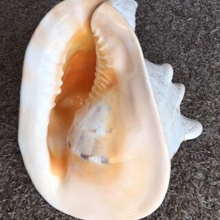 貝の置物の画像