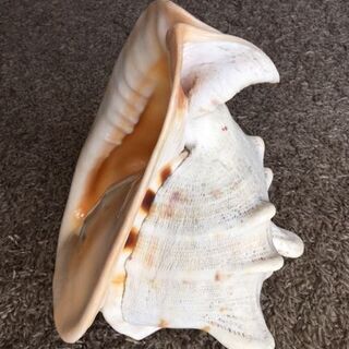 貝の置物の画像