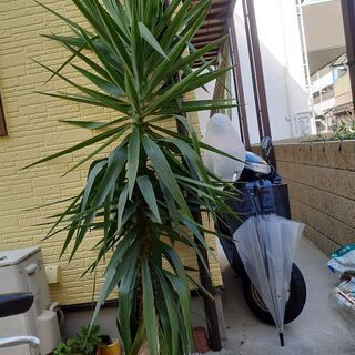 植木(現金可)