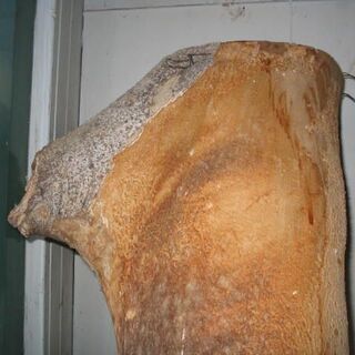 店舗のディスプレーやオブジェに　引き取りでお願いします。の画像