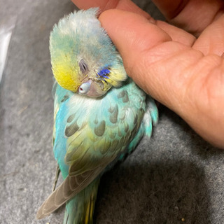 迷子のセキセイインコさがしてます