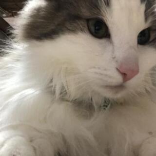 熊本県内でノルウェージャンフォレストキャットのオスの成猫の里親になってくれる方を探しています。 - 熊本市