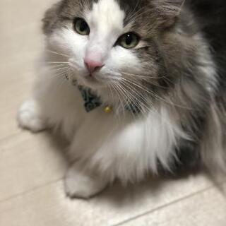 熊本県内でノルウェージャンフォレストキャットのオスの成猫の里親になってくれる方を探しています。の画像