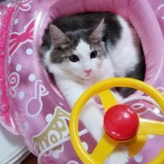 熊本県内でノルウェージャンフォレストキャットのオスの成猫の里親になってくれる方を探しています。 − 熊本県