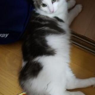 熊本県内でノルウェージャンフォレストキャットのオスの成猫の里親になってくれる方を探しています。 - 里親募集