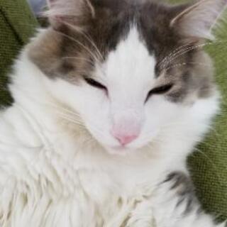 熊本県内でノルウェージャンフォレストキャットのオスの成猫の里親になってくれる方を探しています。 - 猫