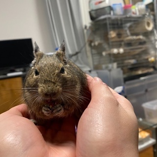 デグー　メス　生後1年未満