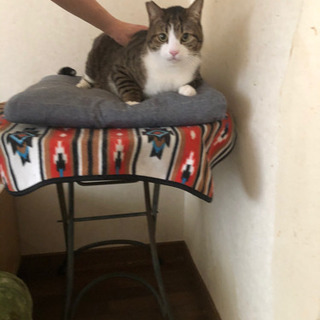 ねこ