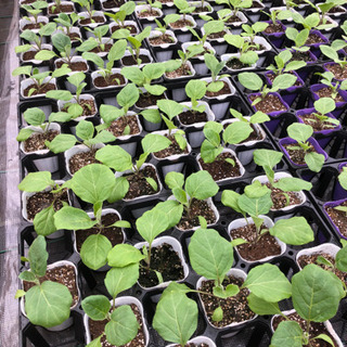 白ナス、翡翠ナス苗の画像