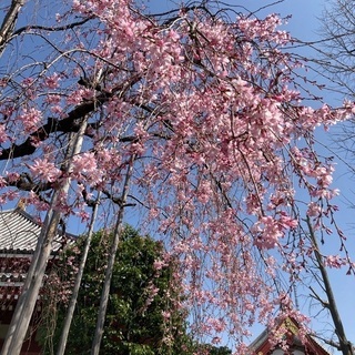 着物を着て鎌倉散歩❗️ − 神奈川県