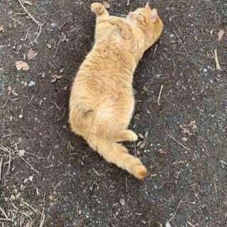猫ちゃん大好きな友達募集中